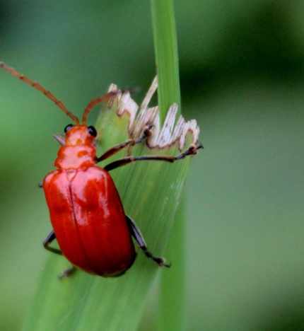 Pest And Disease Bug